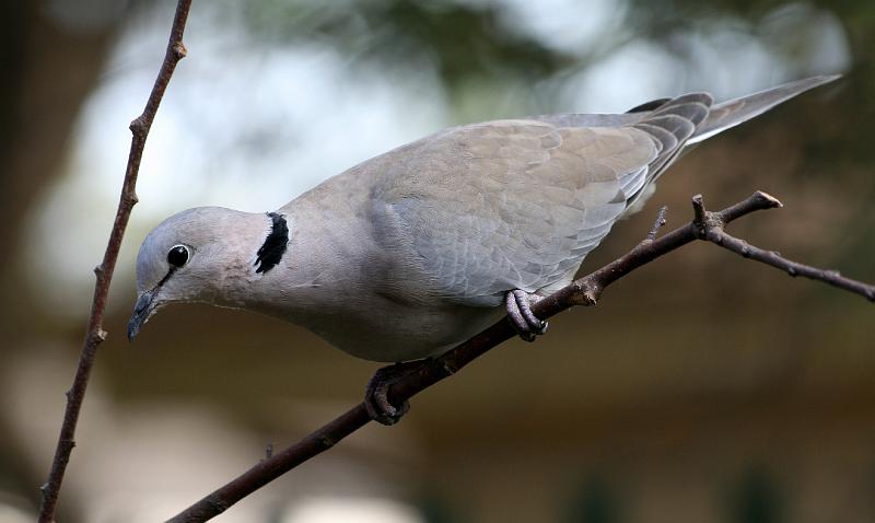 frieda 061.jpg - Gewone Tortelduif Habitat: Aangetref in feitlik alle habitats in die streek,maar vermy digte kuswoud.
